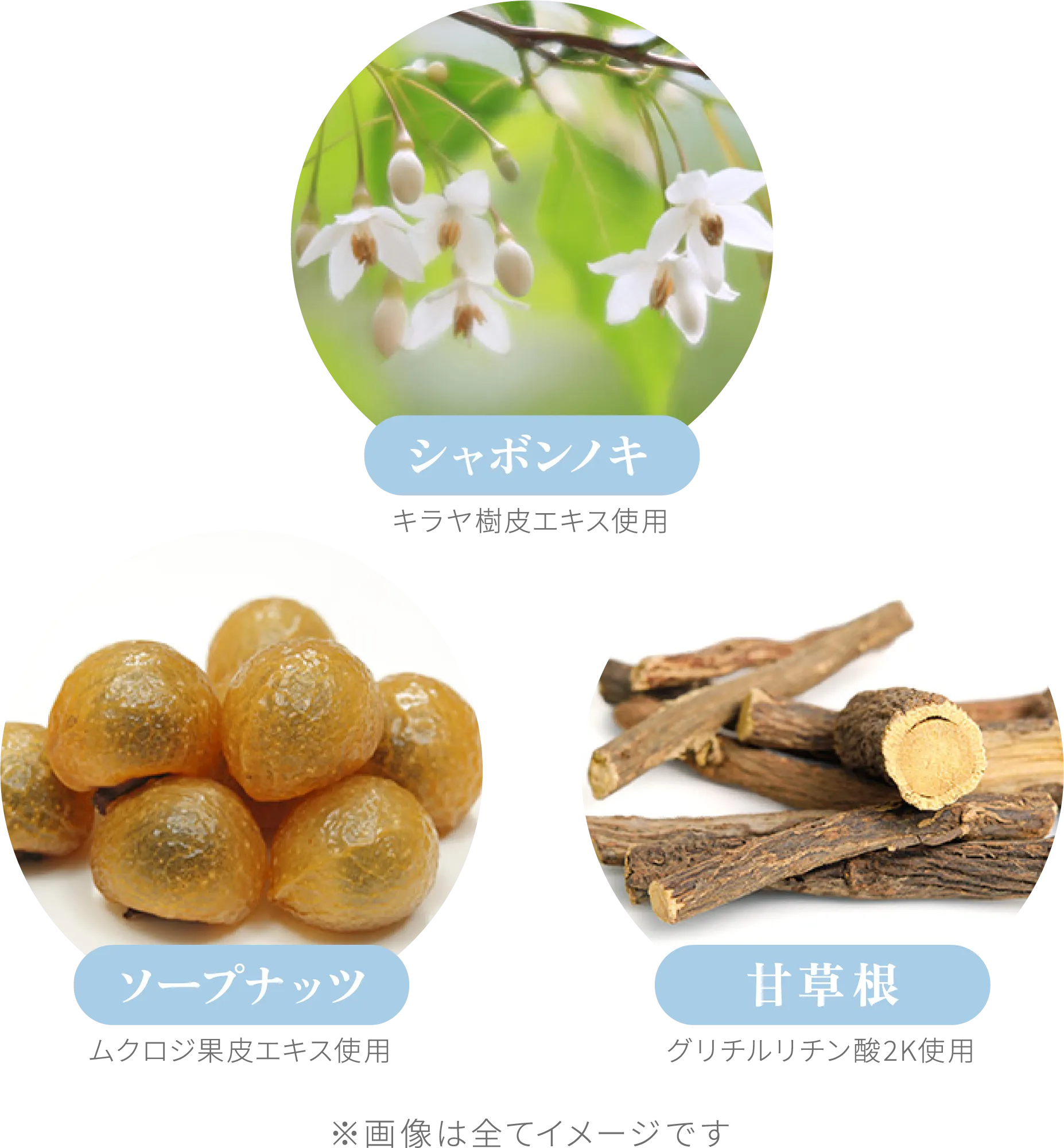 シャボンノキ・ソープナッツ・甘草根